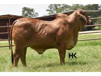 LOT  18 - HK MS. JACK AMERICA 317/3