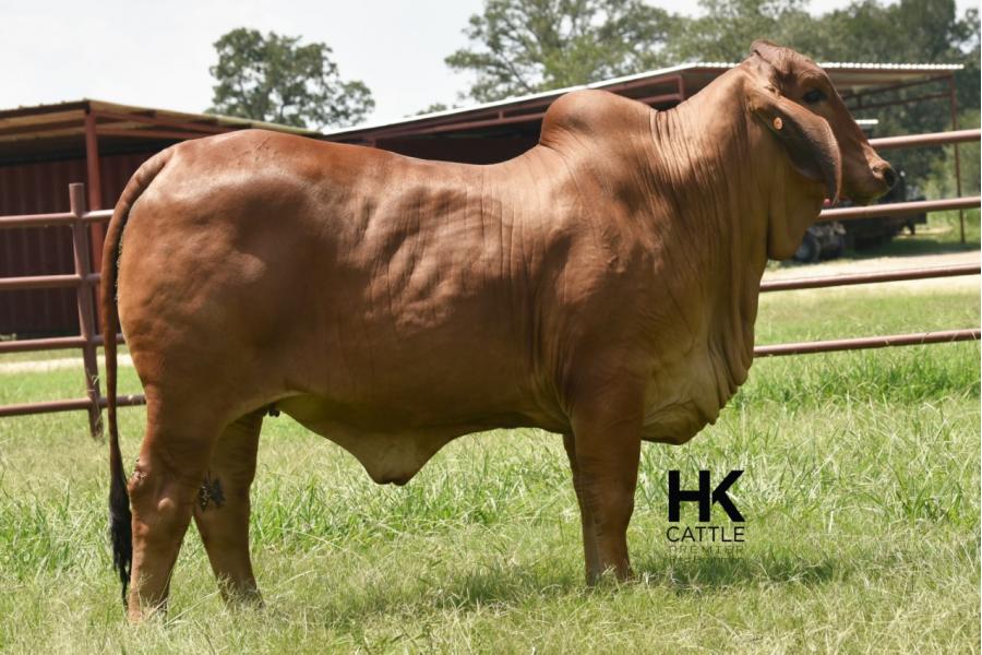 LOT  18 - HK MS. JACK AMERICA 317/3