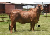 LOT  19 - HK MS. JACK AMERICA 310/3