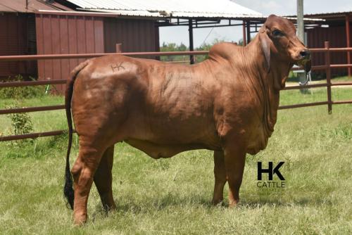 LOT  19 - HK MS. JACK AMERICA 310/3