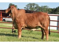 LOT  20 - HK MS. JACK AMERICA 214/2