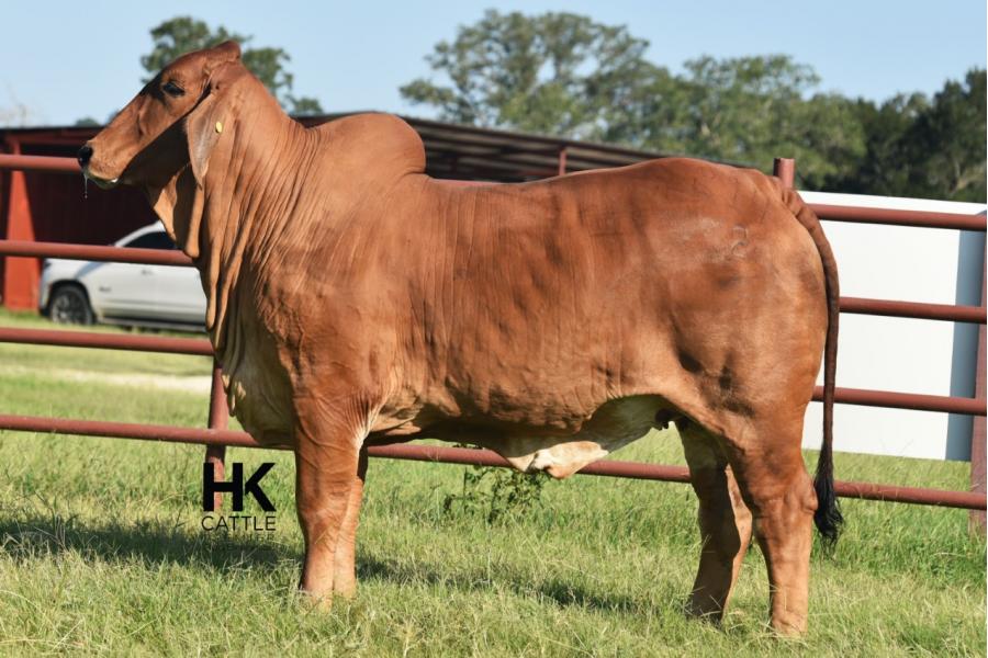 LOT  20 - HK MS. JACK AMERICA 214/2