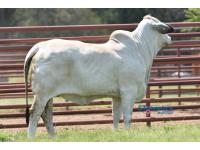 LOT  03 - MISS J&M JANETTE 556/2