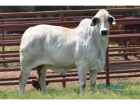 LOT  03 - MISS J&M JANETTE 556/2