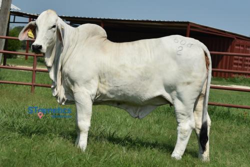 LOT  05 - MISS J&M ANETTE 608/2