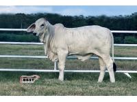 LOT 08 - MS US POLLED WICKED 10 (P)