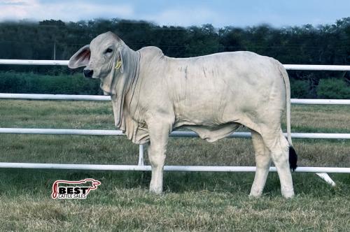 LOT 08 - MS US POLLED WICKED 10 (P)