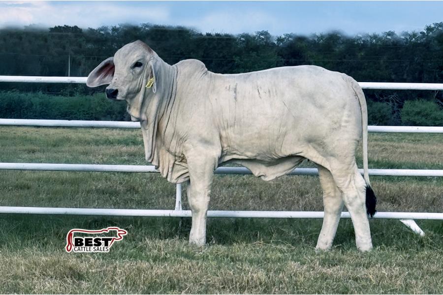 LOT 08 - MS US POLLED WICKED 10 (P)