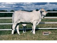 LOT 06 - MS US POLLED AVERY 14 (P)