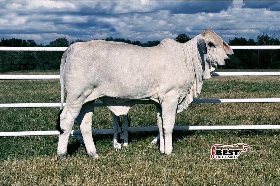 LOT 06 - MS US POLLED AVERY 14 (P)