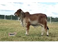 LOT 03 - MS US POLLED ROSE GOLD 21 (P)