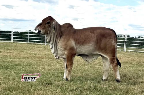 LOT 03 - MS US POLLED ROSE GOLD 21 (P)