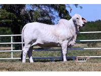 LOT 02 - MS US POLLED JASMINE 25 (P)