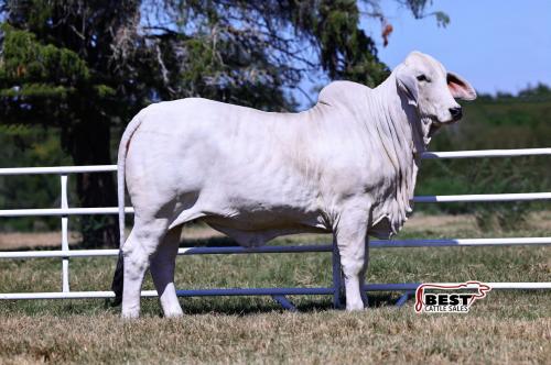 LOT 02 - MS US POLLED JASMINE 25 (P)