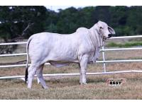 LOT 01 - MS US POLLED MARIAH 26 (P)