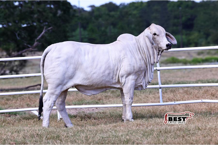 LOT 01 - MS US POLLED MARIAH 26 (P)