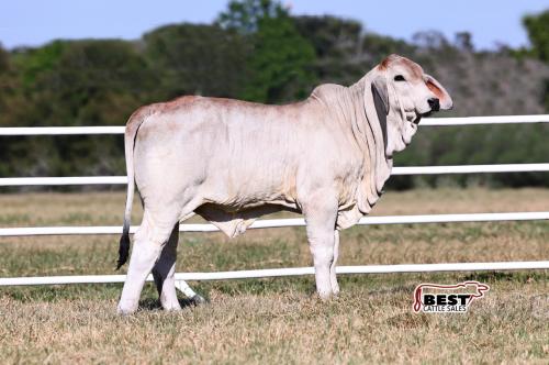 LOT 07 - MS US POLLED LIV 28 (P)