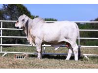 LOT 09- MR US POLLED CODIGO 963/3 (P)