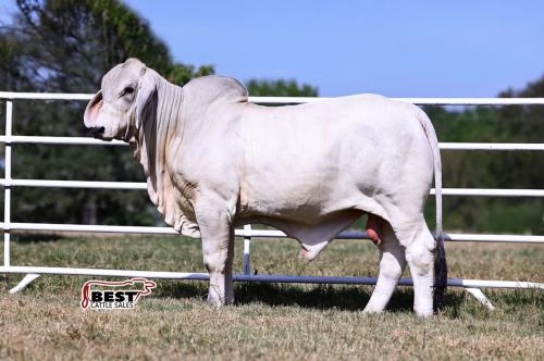 LOT 09- MR US POLLED CODIGO 963/3 (P)