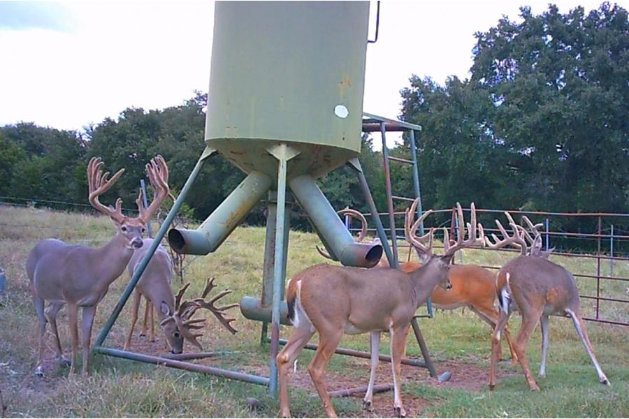 LOT 13 - TROPHY DEER HUNT AT SALINAS RANCH