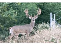 LOT 13 - TROPHY DEER HUNT AT SALINAS RANCH