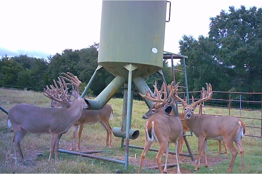 LOT 13 - TROPHY DEER HUNT AT SALINAS RANCH