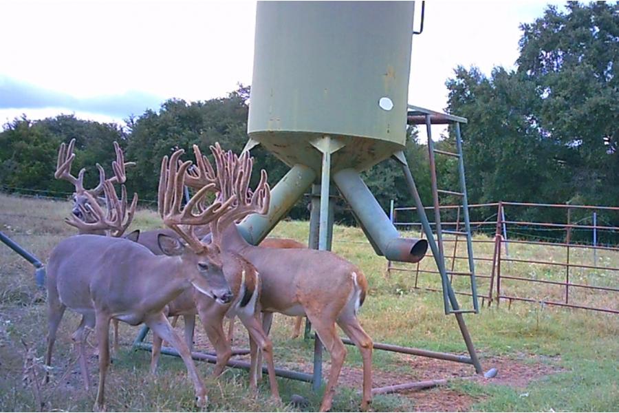 LOT 13 - TROPHY DEER HUNT AT SALINAS RANCH