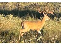 LOT 13 - TROPHY DEER HUNT AT SALINAS RANCH