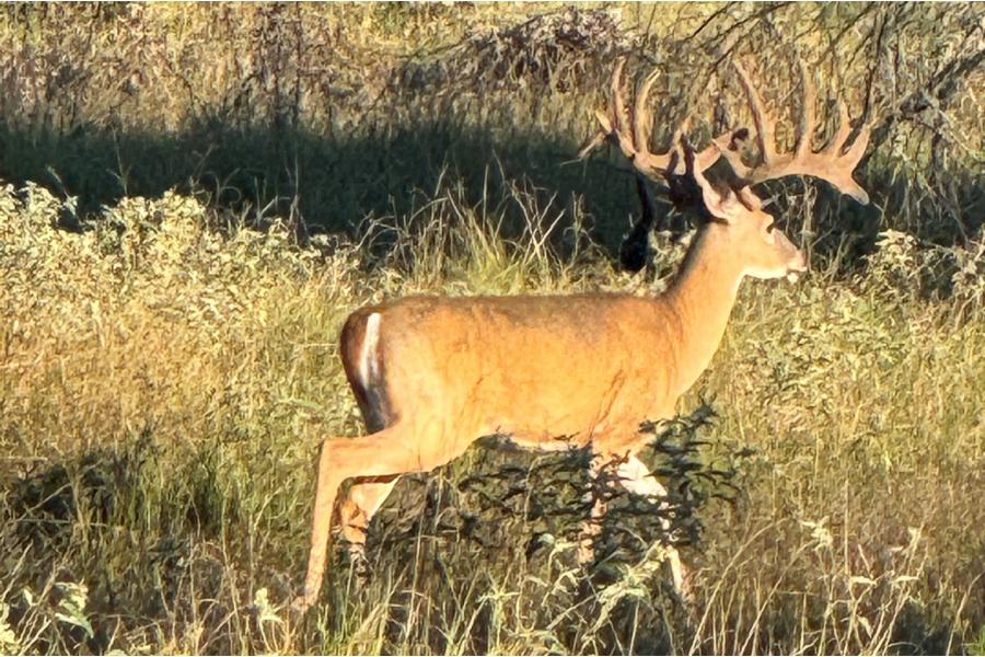 LOT 13 - TROPHY DEER HUNT AT SALINAS RANCH