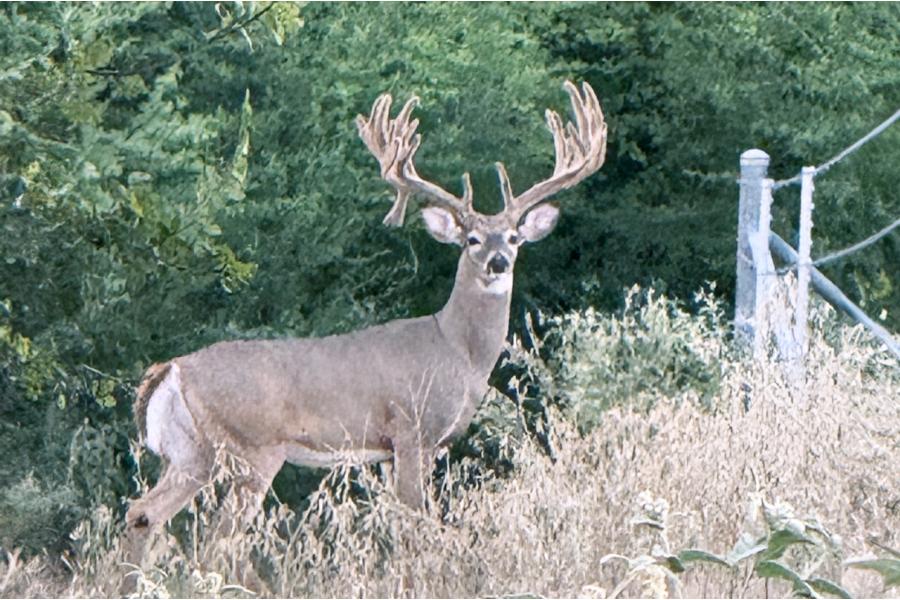 LOT 13 - TROPHY DEER HUNT AT SALINAS RANCH