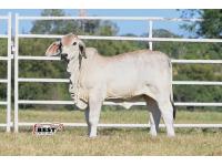 LOT 07 - MS US POLLED LIV 28 (P)