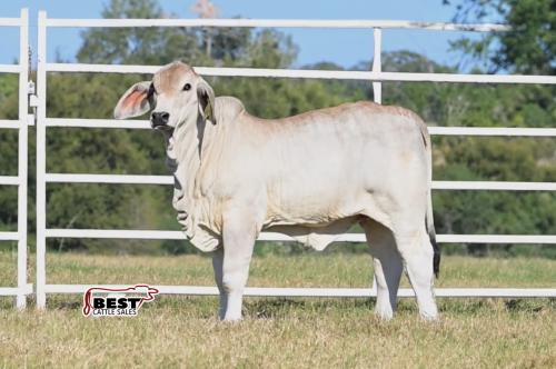 LOT 07 - MS US POLLED LIV 28 (P)