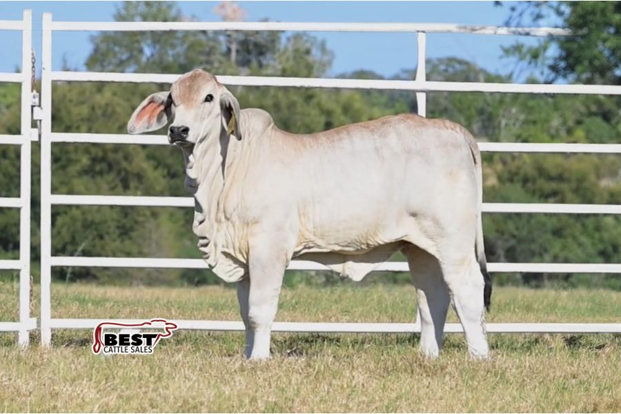 LOT 07 - MS US POLLED LIV 28 (P)