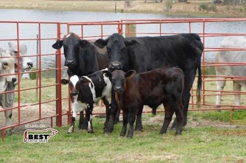 LOT 14 - 2 BRAHMAN CROSS PAIRS