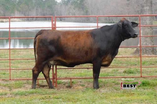 LOT 15 - BRAHMAN CROSS BRED COW