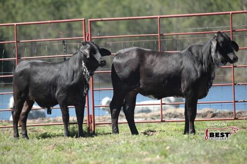 LOT 16 - 2 BLACK BRAHMAN CROSS OPEN FEMALES