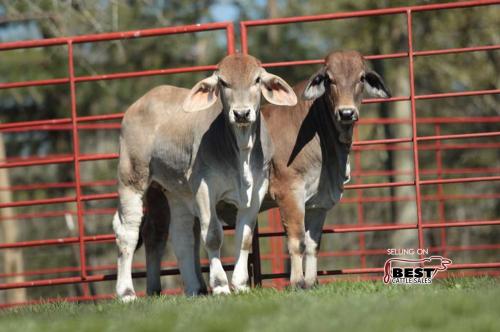 LOT 21 - 2 GRAY BRAHMAN CROSS OPEN FEMALES