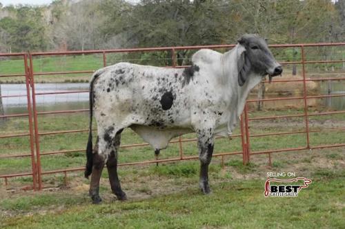 LOT 22 - 1 GYR BULL