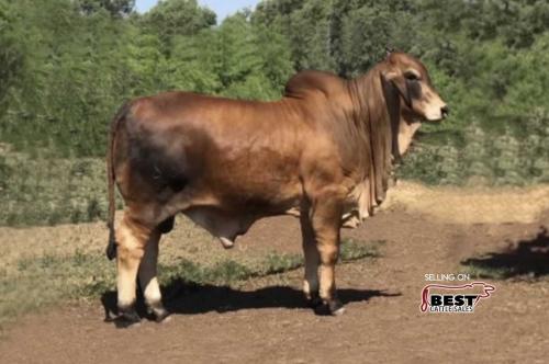 LOT 23 - LMC POLLED GOLD 32/9 (P) - SEMEN