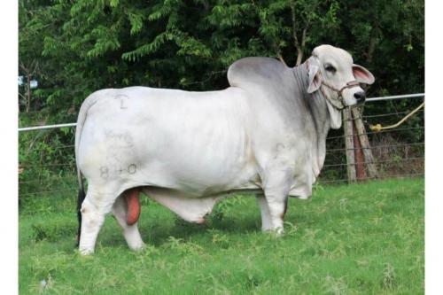 LOT 46 - +JDH MR MANSO 840 X  JDH MISS JANESSA MANSO 541/4 EMBRYO PACKAGE