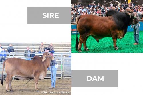 LOT 07 - +CT MR. ELMEAUX RHINEAUX x HWM LADY BLAYZE ROJO 37- 3 CONVENTIONAL EMBRYOS