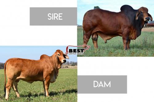 LOT 17 - #NIOKA PABLO (PP) 800 x MORENO MS. LADY RAZZLYN 430/2 - EMBRYO PACKAGE