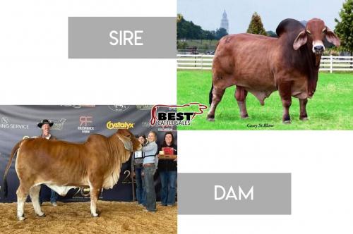 LOT 20 - +DF MR BUTTERBEAN 366/4 x CT LADY PASCO 10/9 - EMBRYO PACKAGE