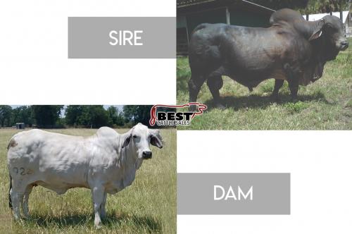 LOT 24 - +JME MR SUVA CRAT 225 (P)  X MISS V8 922/8 (P) - EMBRYO PACKAGE