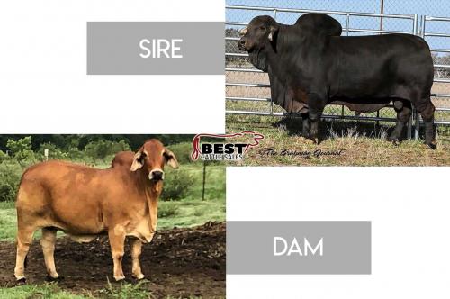 LOT 36 - MISS JS/GOODE ROUGE 773/8 X MR +S POLLED NEGRO 626 - 3 SEXED EMBRYOS