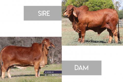 LOT 41 - 	#NCC RED ODYSSEY (IVF) (P) 3739 X MS CHAPARRAL 168 - EMBRYO PACKAGE