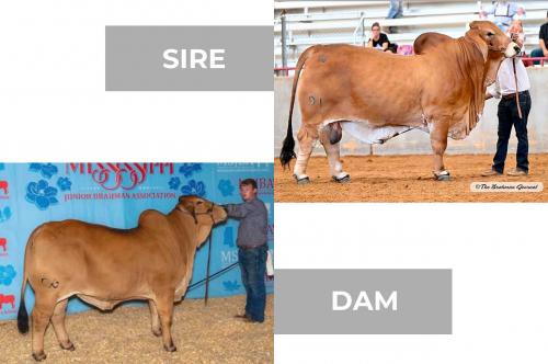 LOT 02 - MORENO MR. 6W ROCKO 191 x 6W MS. ANSELLA 96 - SEXED FEMALE EMBRYOS