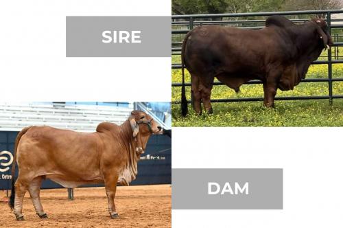 LOT 12 - MR. CT TORGASON 207/1 X CT MS. SMOKIN RED ELMEAUX 50/1- 3 CONVENTIONAL EMBRYOS