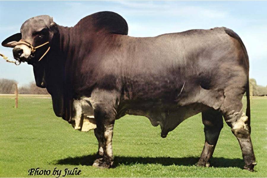 LOT 21 - MR. HCC 550/7- ONE STRAW CONVENTIONAL SEMEN