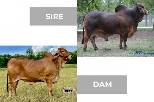 LOT 32 - +MR. WINCHESTER MAGNUM 999 X SCC MISS BEAN STING 6/1- 2 SEXED EMBRYOS